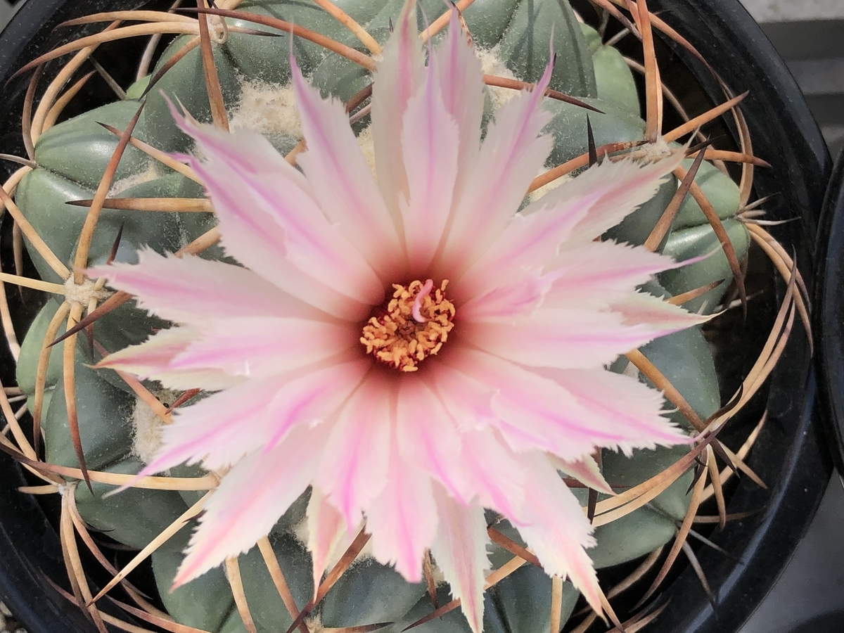 f:id:cactuspower:20211006232703j:plain