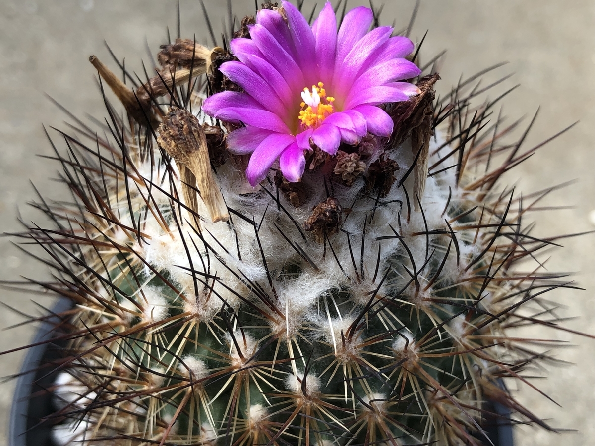 f:id:cactuspower:20211008125412j:plain