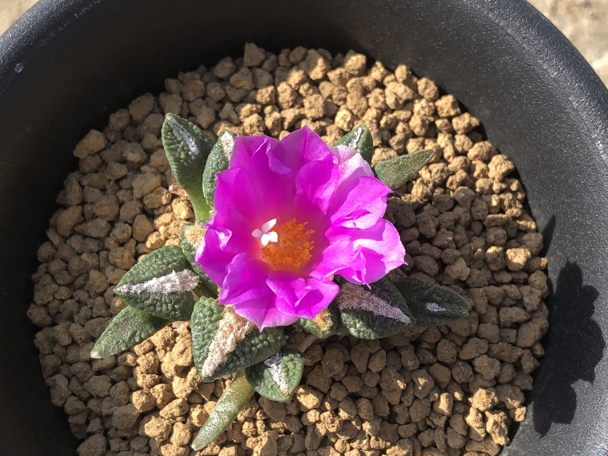 f:id:cactuspower:20211009232504j:plain