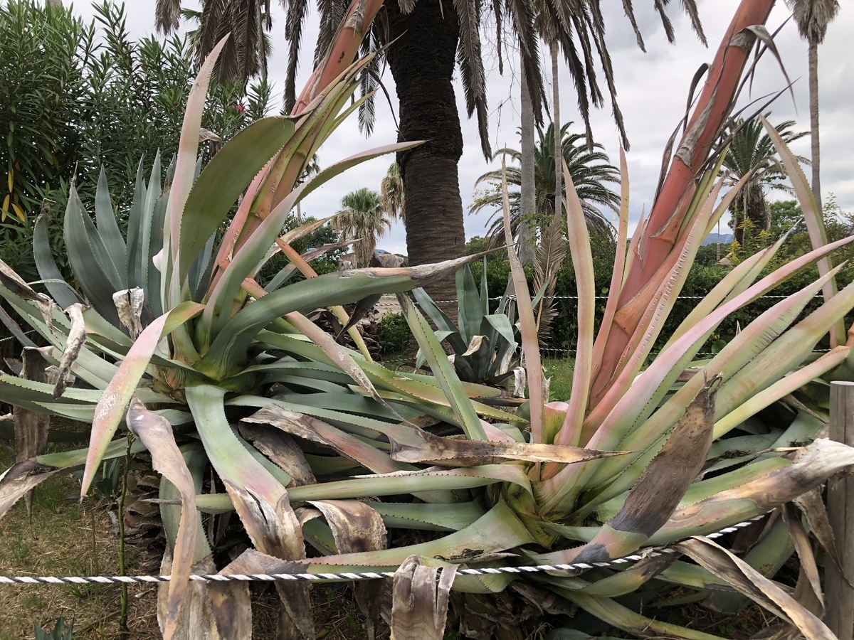 f:id:cactuspower:20211013233344j:plain