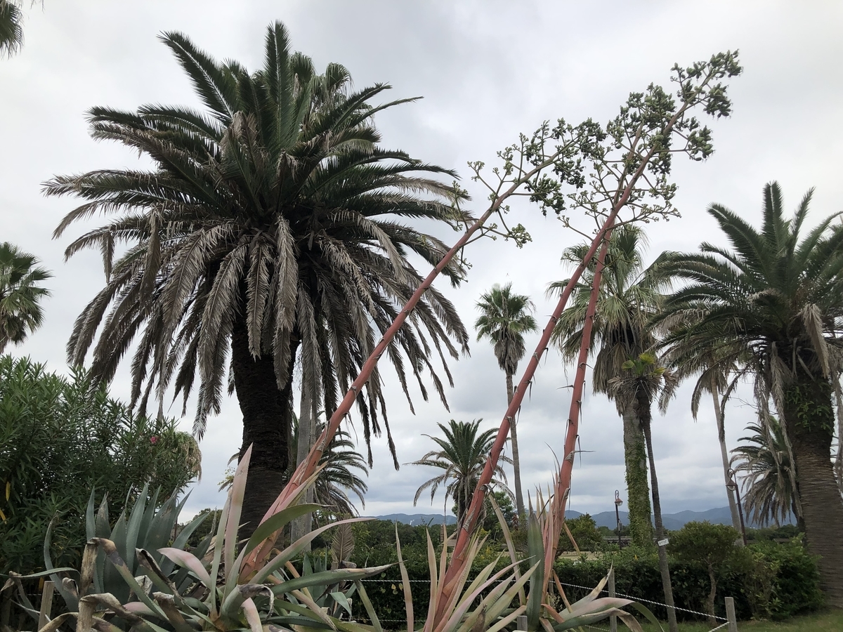 f:id:cactuspower:20211013233428j:plain