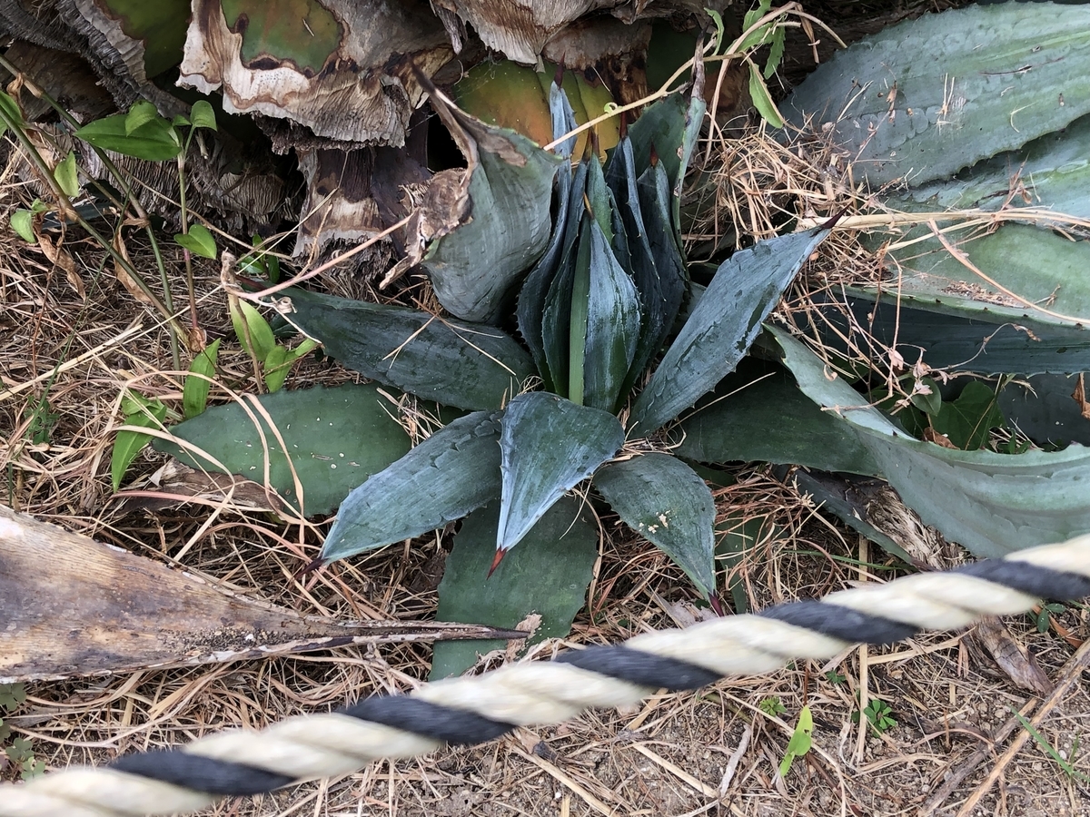 f:id:cactuspower:20211013233530j:plain