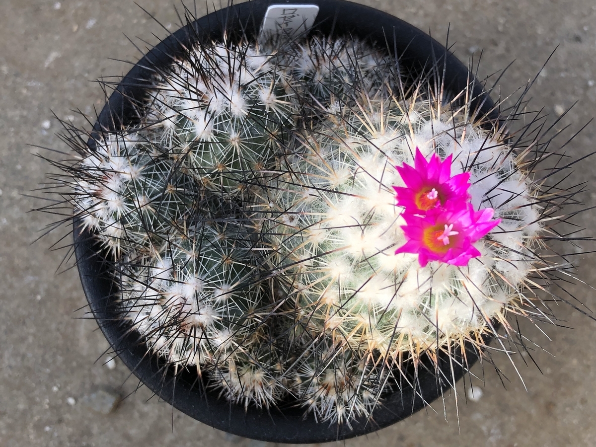 f:id:cactuspower:20211014132116j:plain