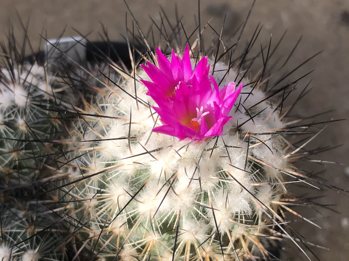 f:id:cactuspower:20211014132205j:plain