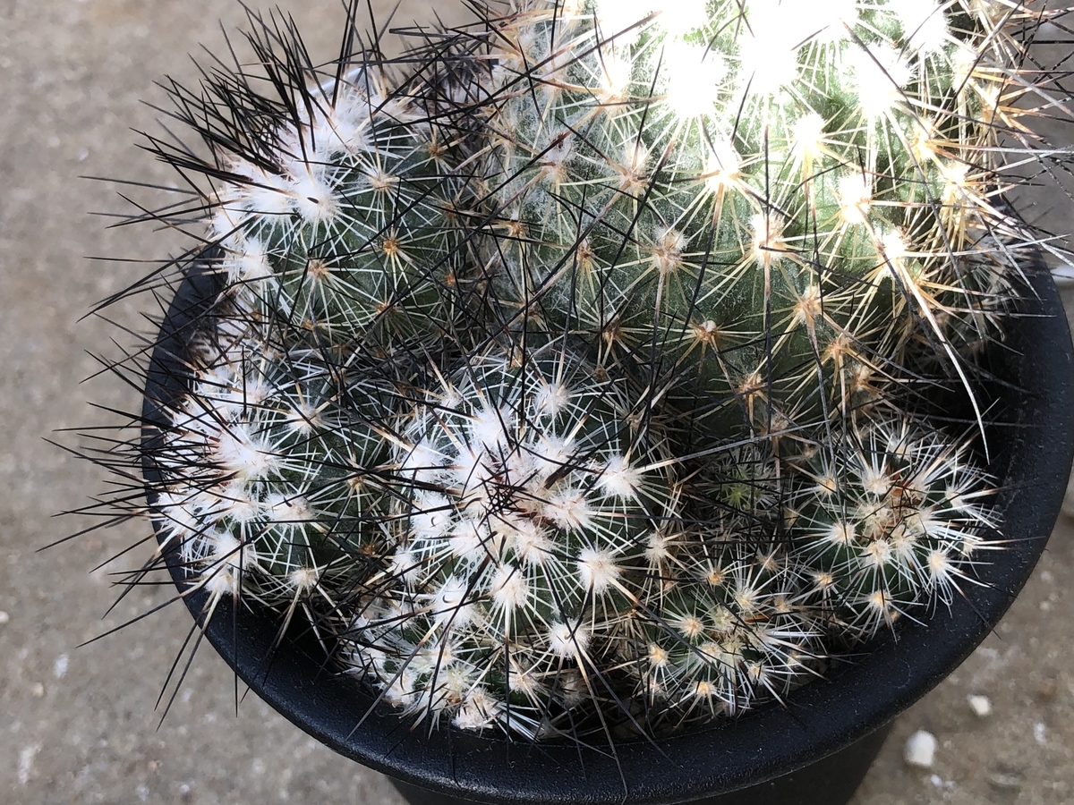 f:id:cactuspower:20211014132527j:plain