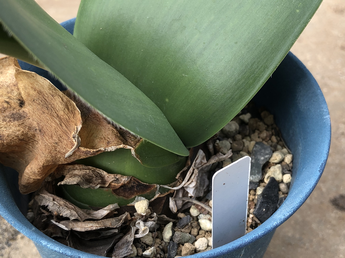 f:id:cactuspower:20211015134023j:plain