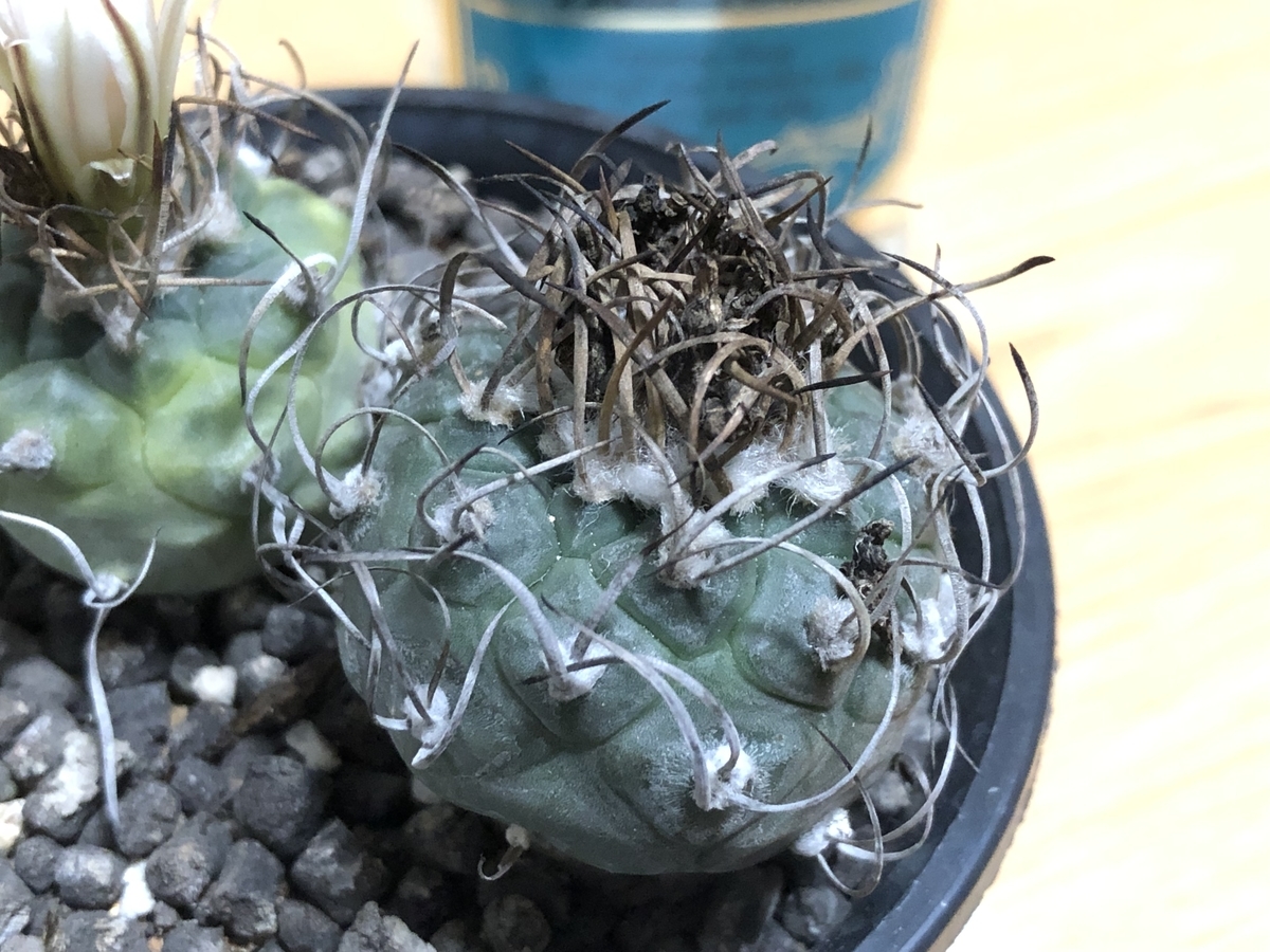 f:id:cactuspower:20211019234214j:plain