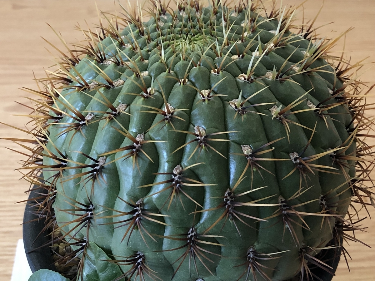 f:id:cactuspower:20211023133325j:plain