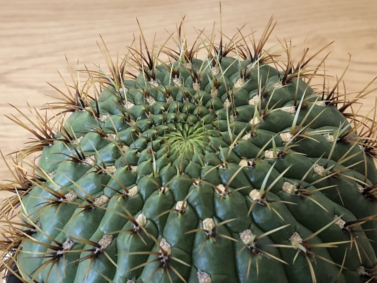 f:id:cactuspower:20211023133451j:plain