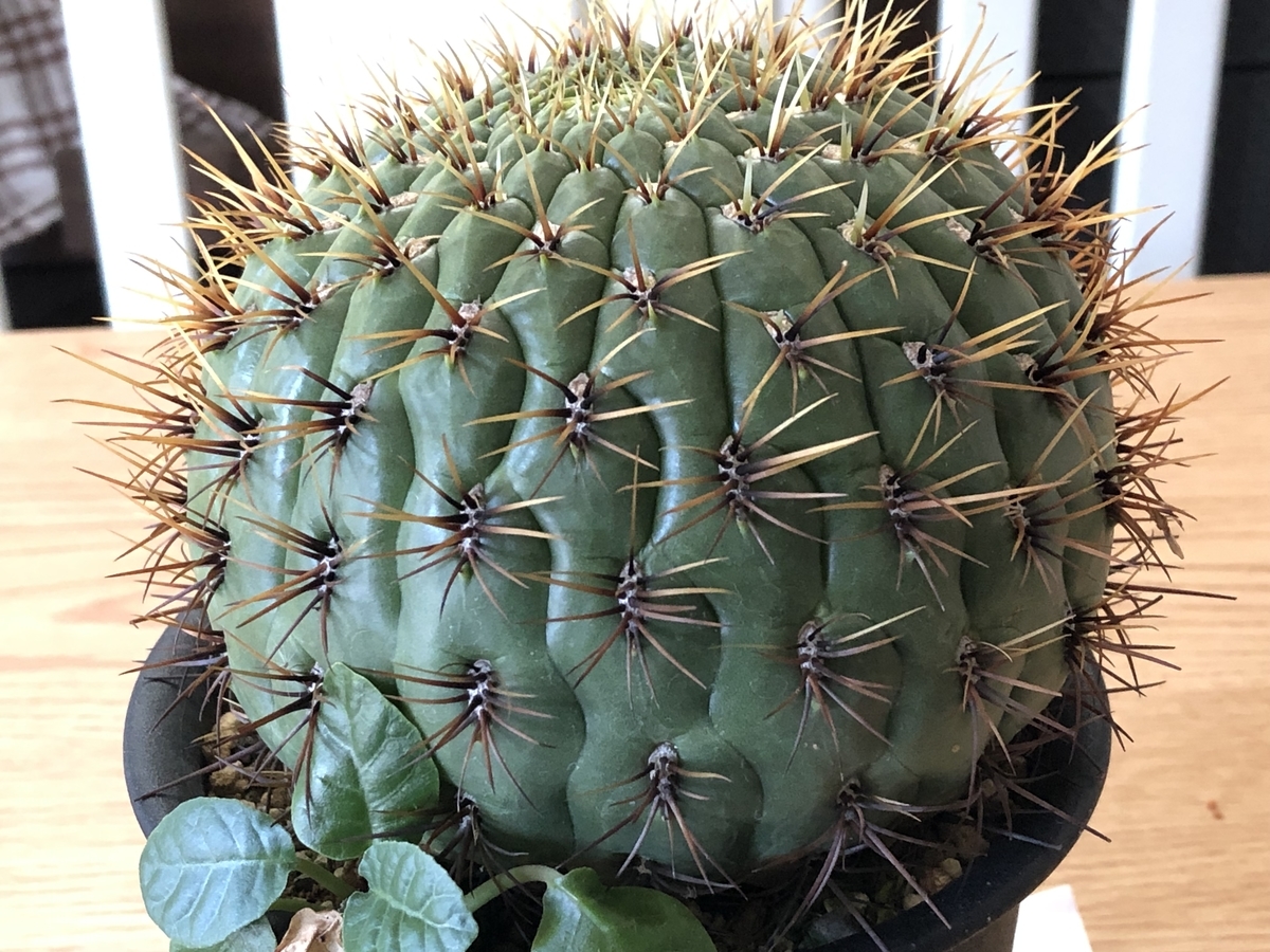 f:id:cactuspower:20211023133549j:plain