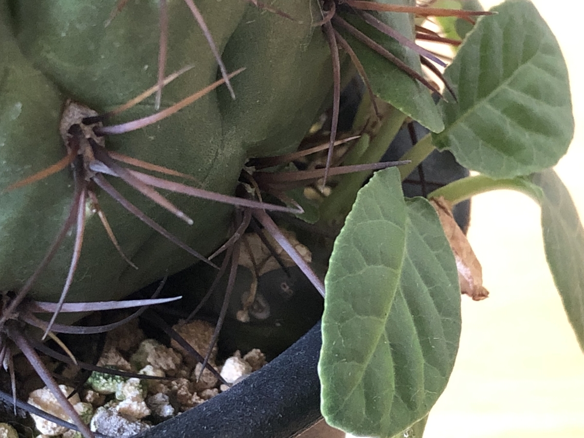 f:id:cactuspower:20211023133800j:plain