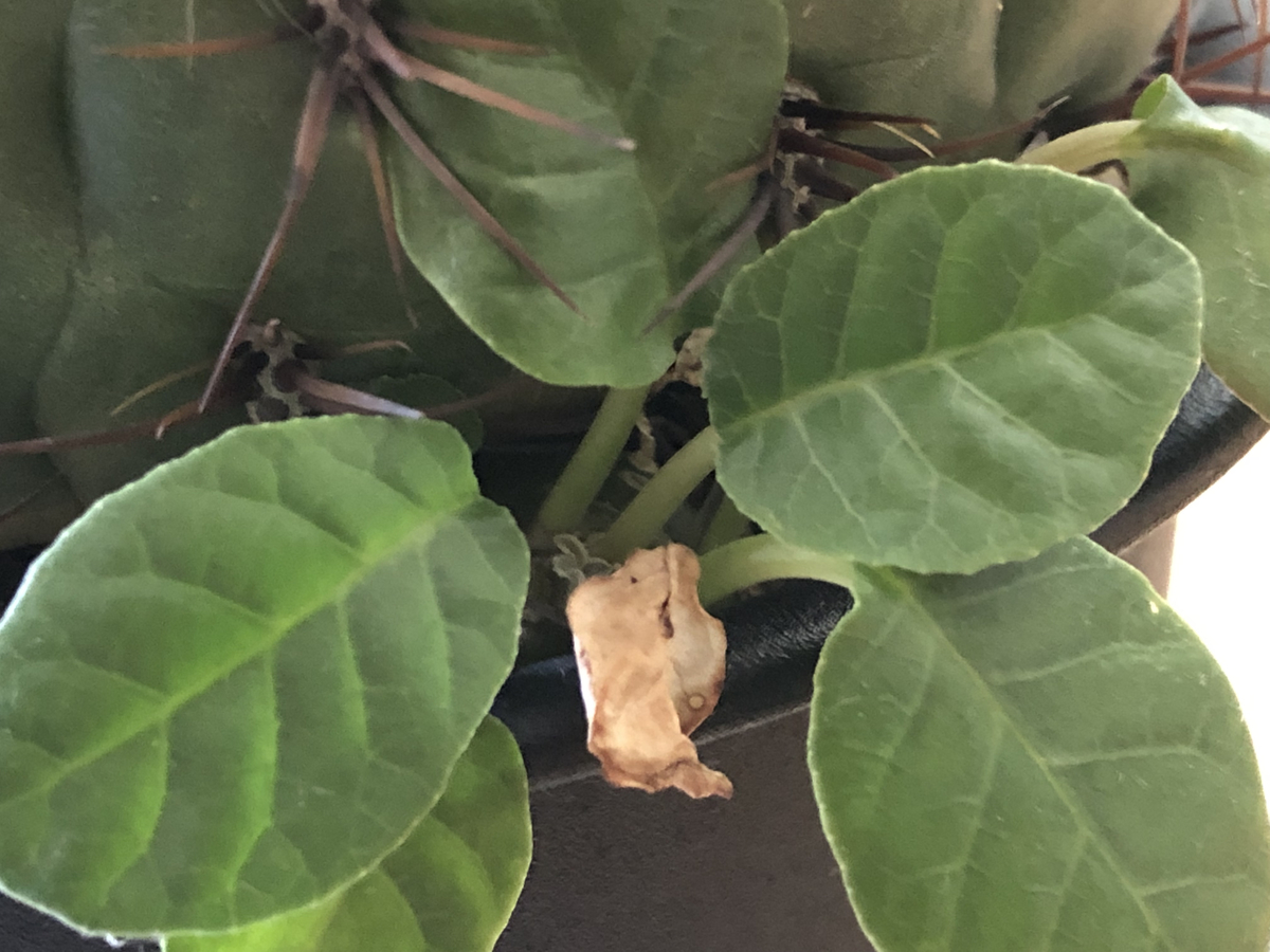 f:id:cactuspower:20211023133847j:plain