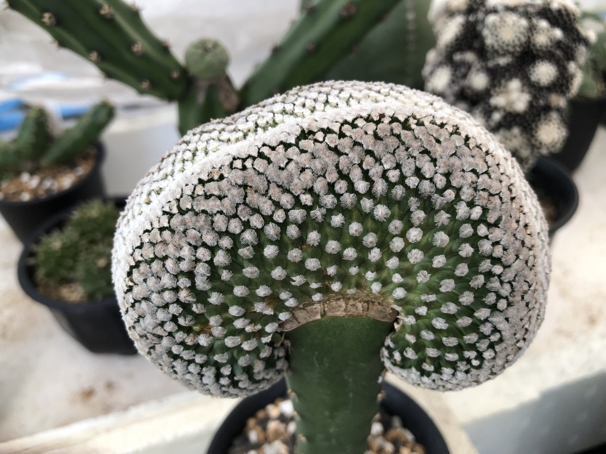 f:id:cactuspower:20211028125918j:plain