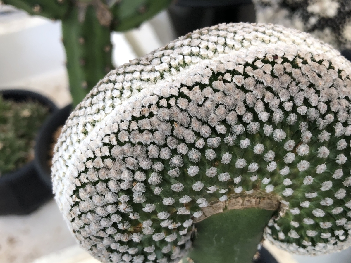 f:id:cactuspower:20211028130206j:plain