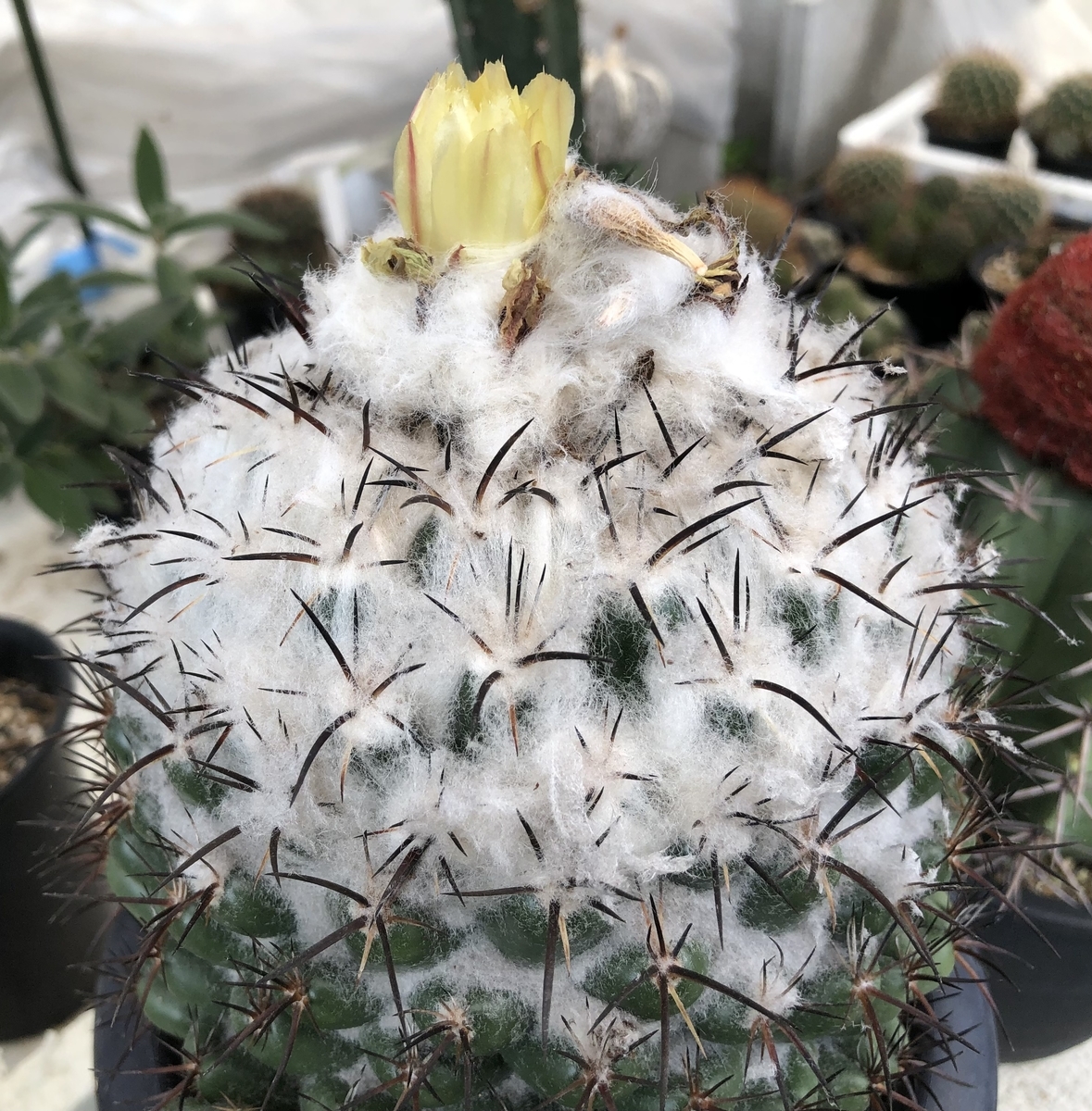 f:id:cactuspower:20211028130419j:plain