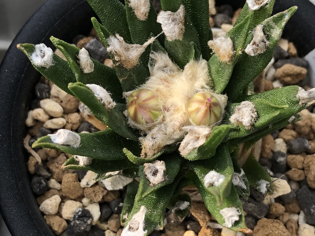 f:id:cactuspower:20211029131647j:plain