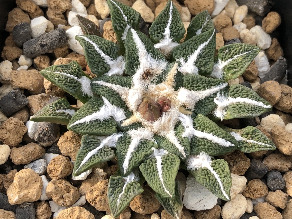 f:id:cactuspower:20211029131726j:plain