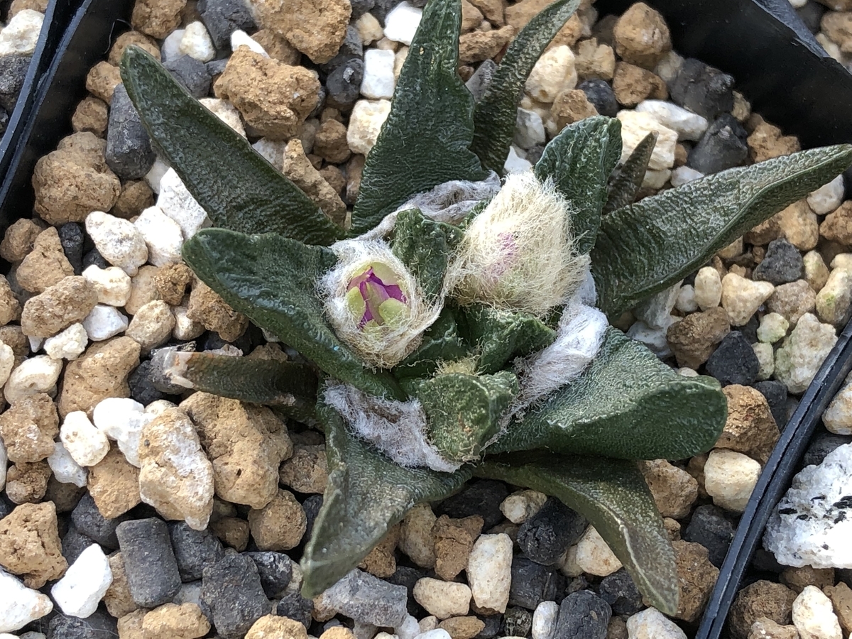 f:id:cactuspower:20211029131818j:plain