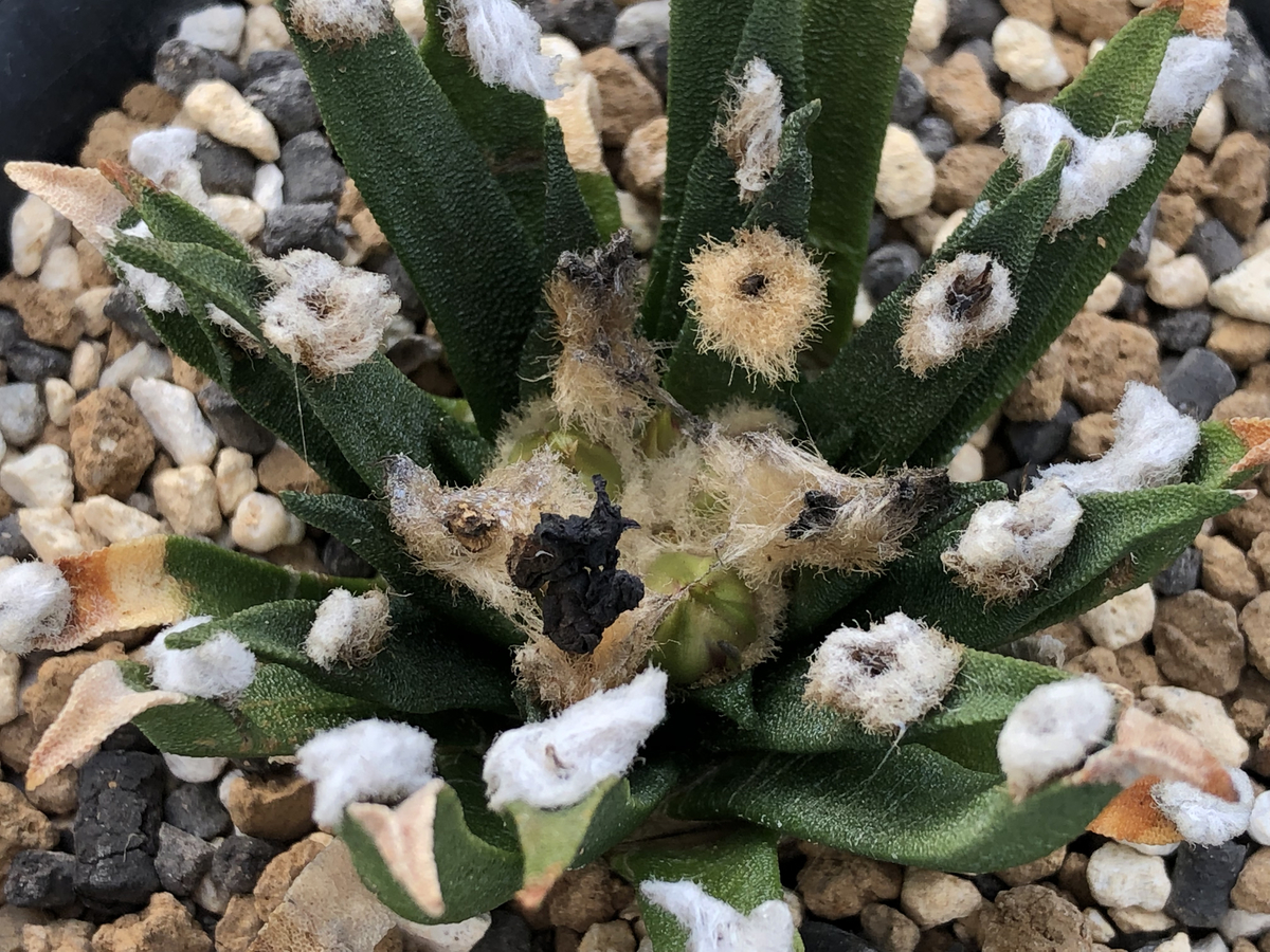 f:id:cactuspower:20211029131956j:plain