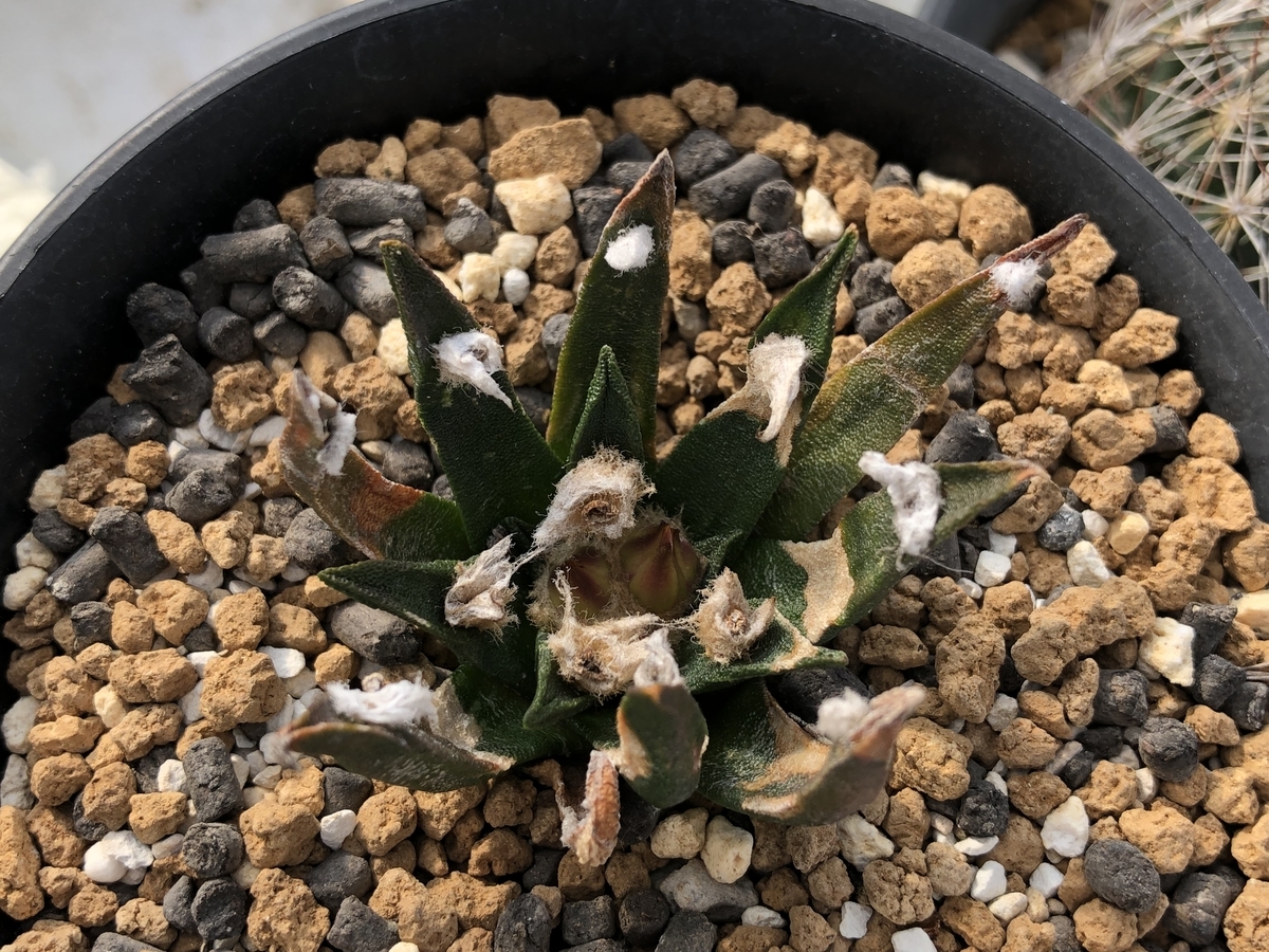 f:id:cactuspower:20211029132025j:plain