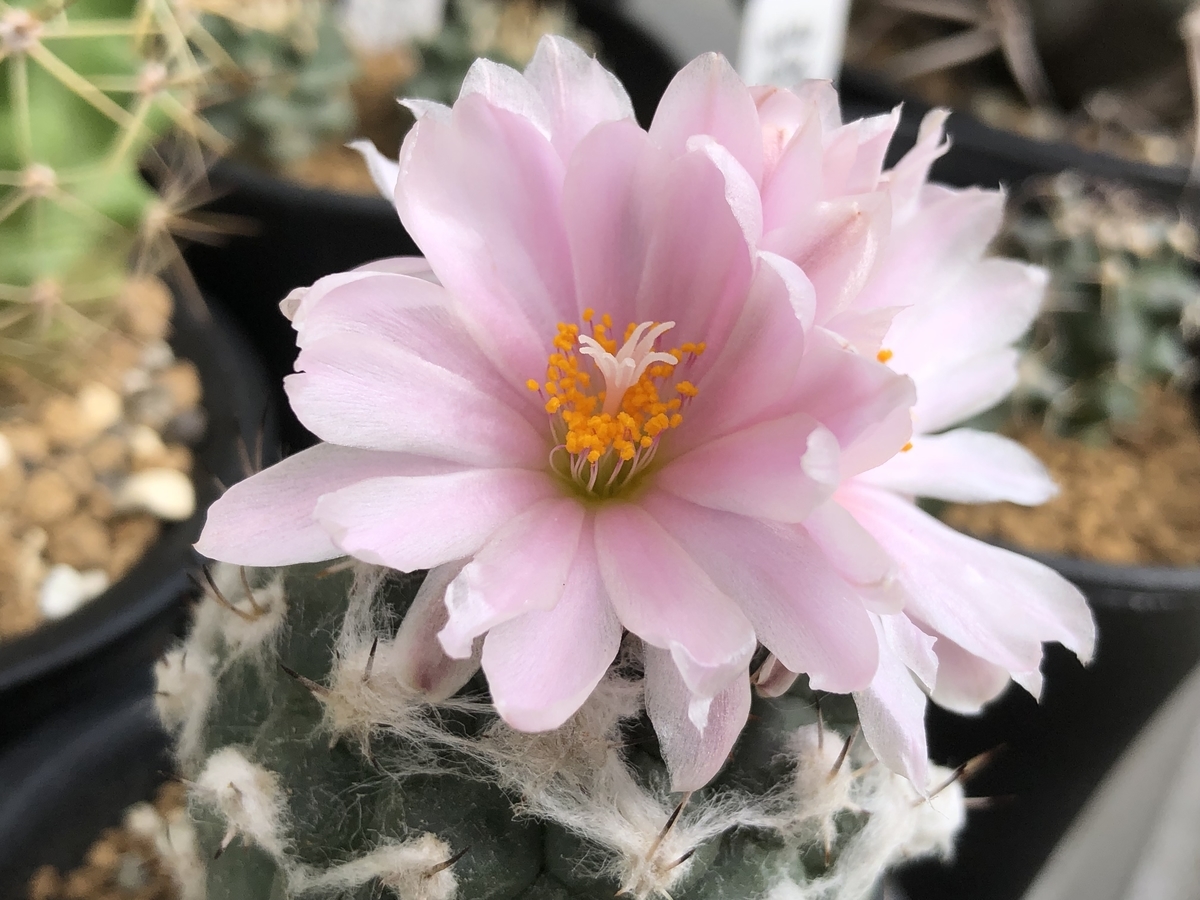 f:id:cactuspower:20211101150849j:plain