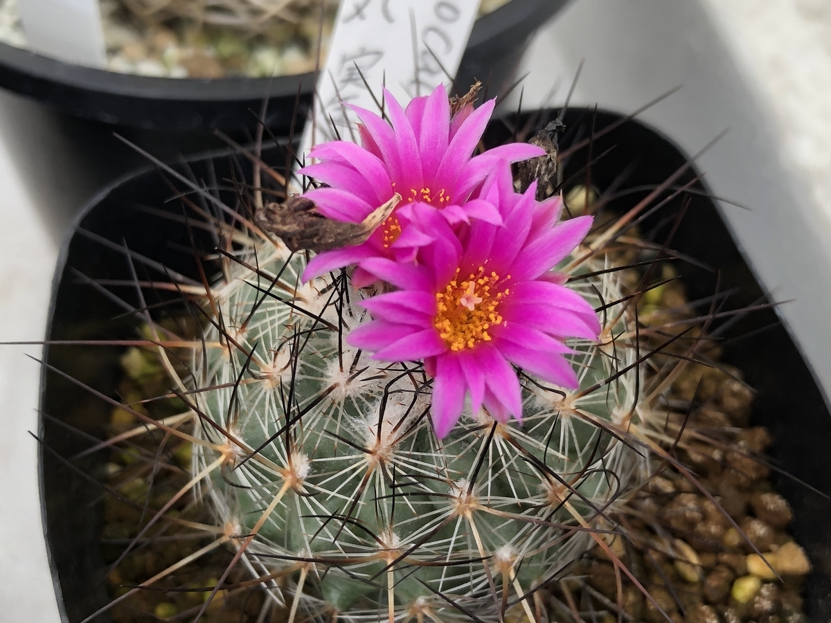 f:id:cactuspower:20211101151230j:plain