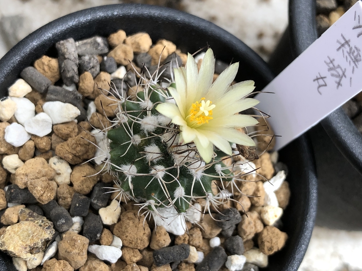 f:id:cactuspower:20211101153246j:plain