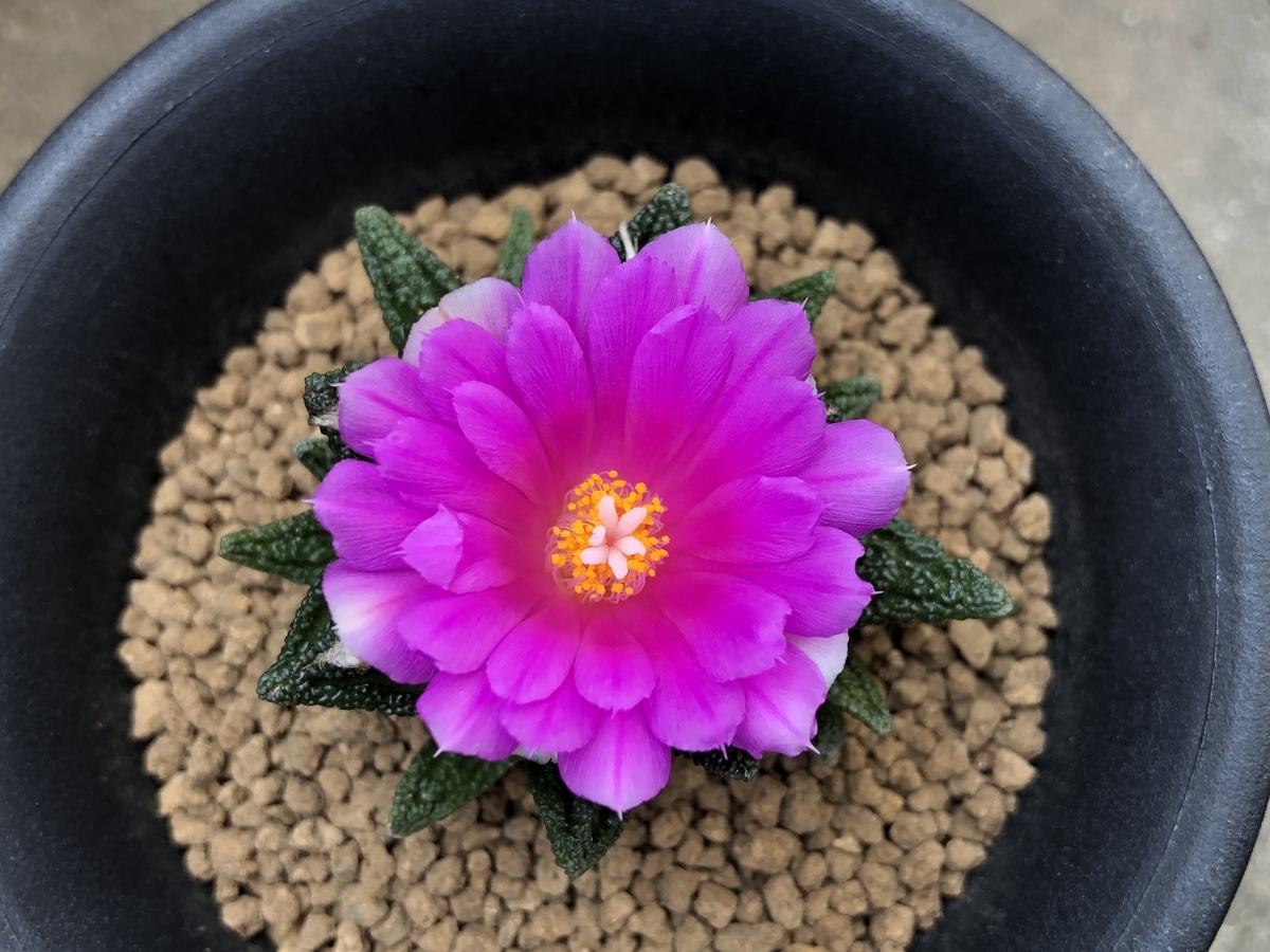 f:id:cactuspower:20211103084452j:plain