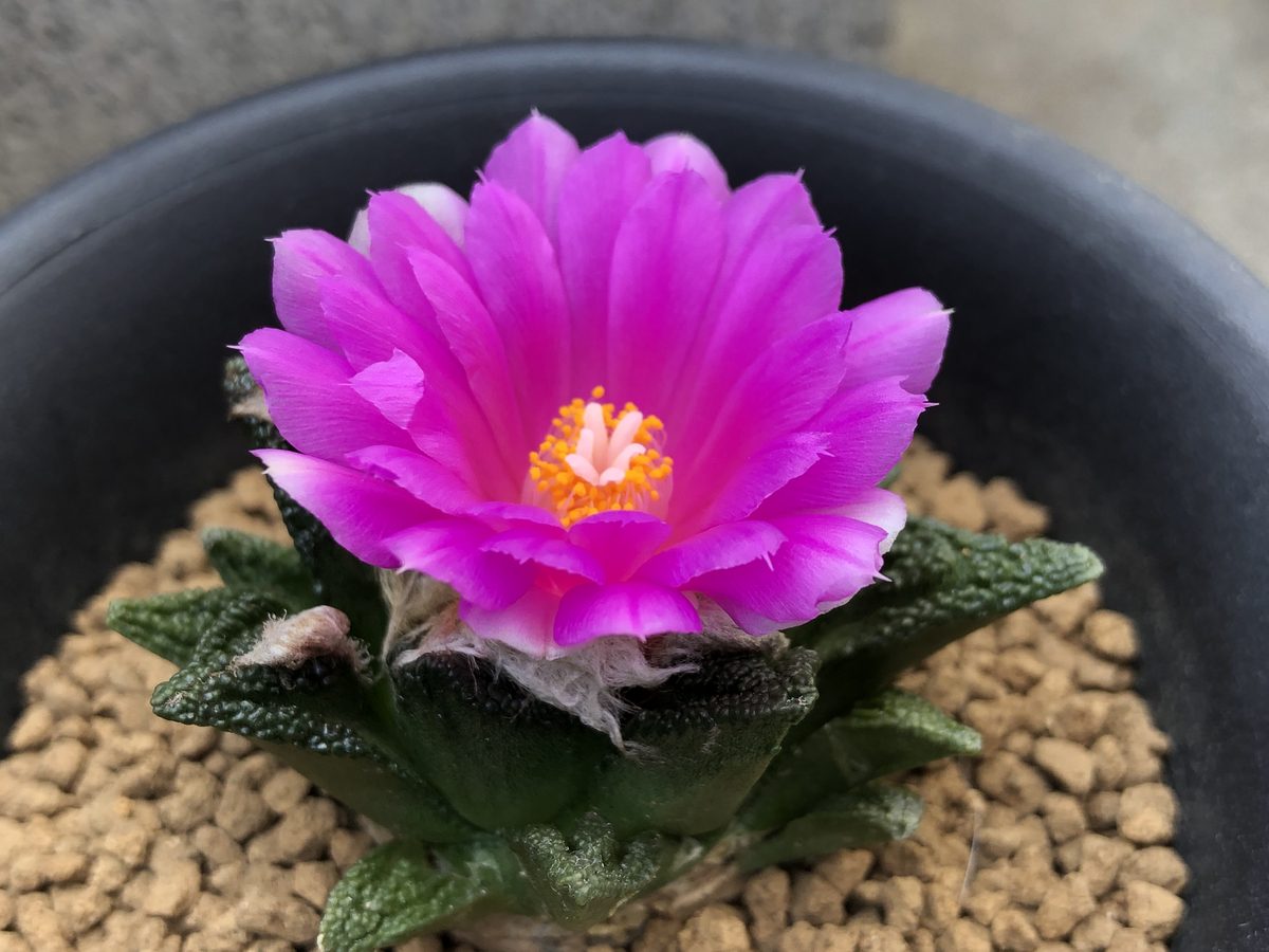 f:id:cactuspower:20211103085117j:plain