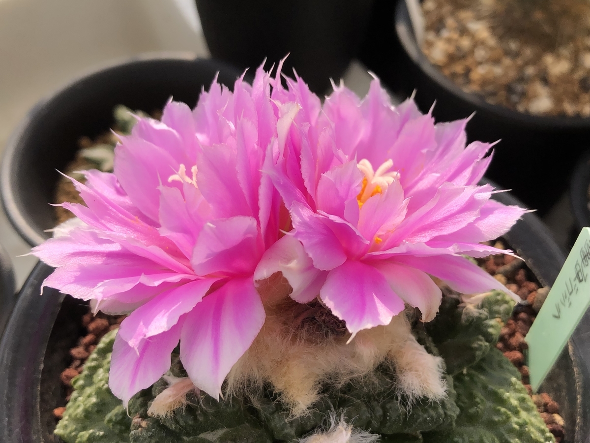 f:id:cactuspower:20211103125028j:plain