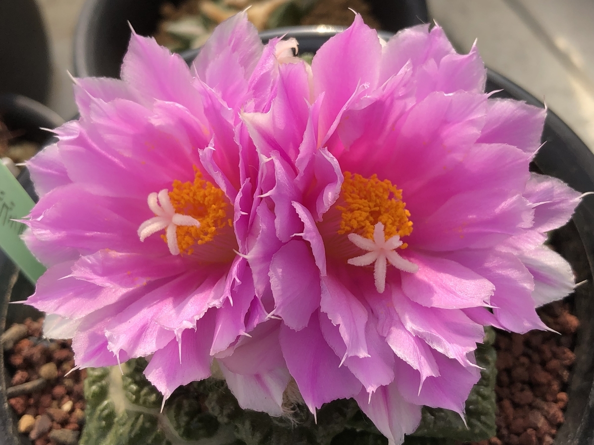 f:id:cactuspower:20211103125147j:plain