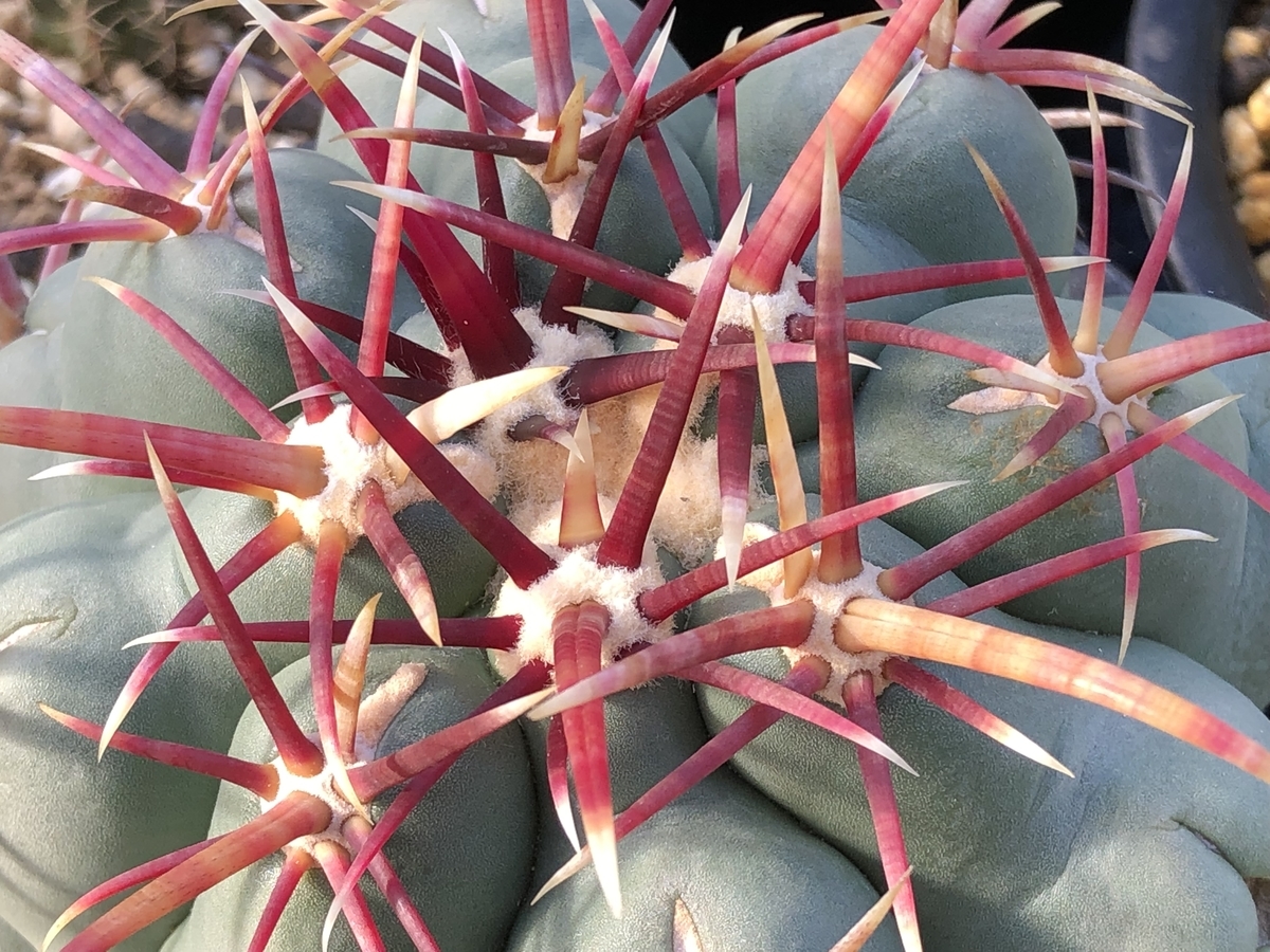 f:id:cactuspower:20211114130732j:plain