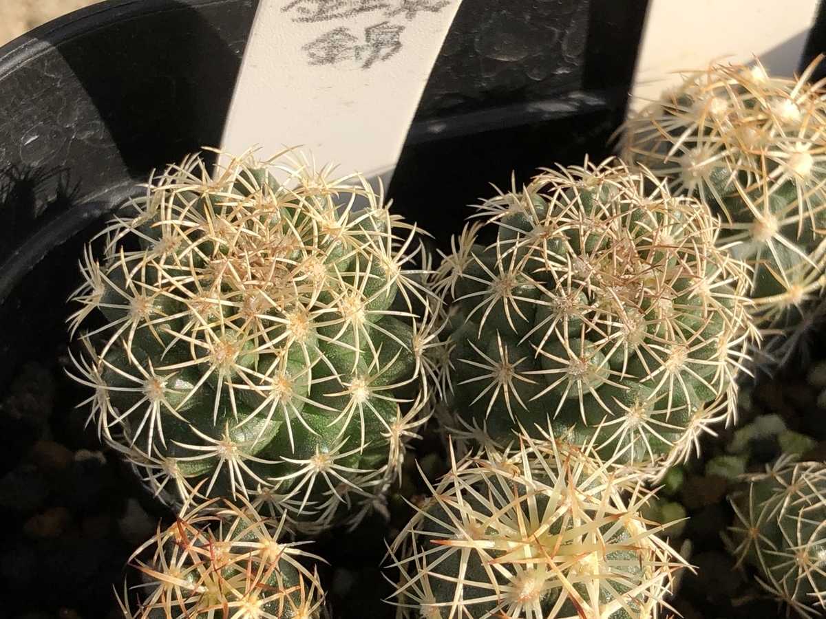 f:id:cactuspower:20211119221320j:plain