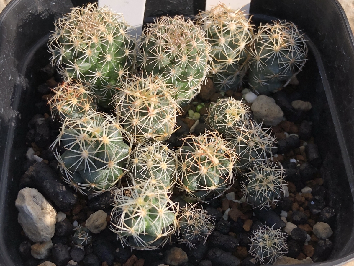 f:id:cactuspower:20211119230800j:plain