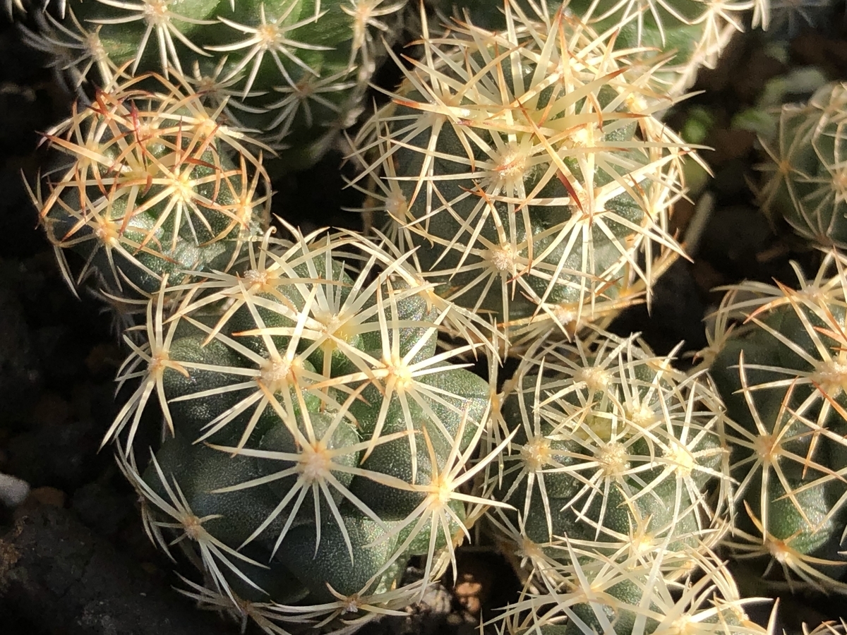 f:id:cactuspower:20211119231138j:plain