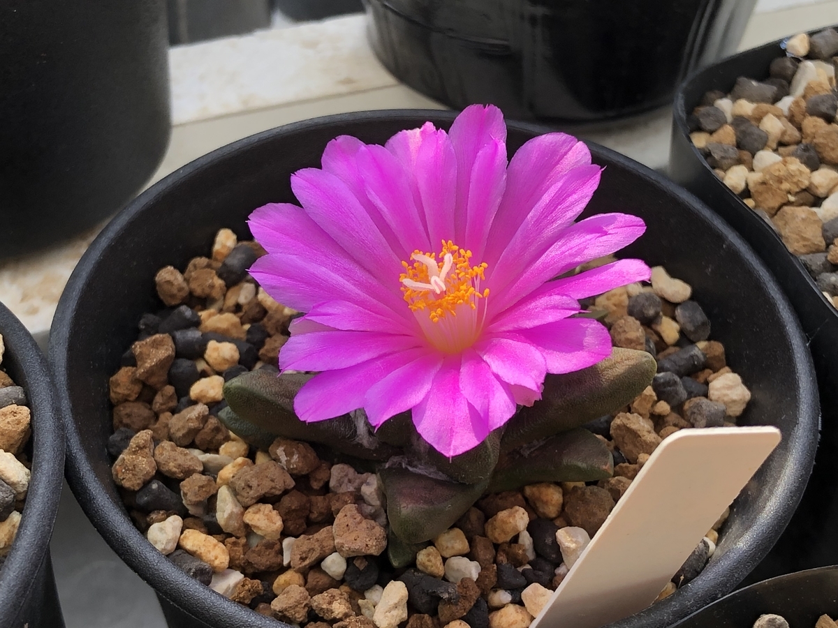 f:id:cactuspower:20211125131918j:plain