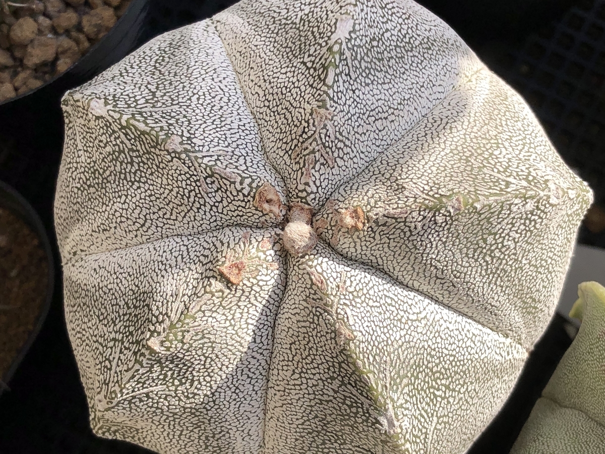 f:id:cactuspower:20211129235432j:plain