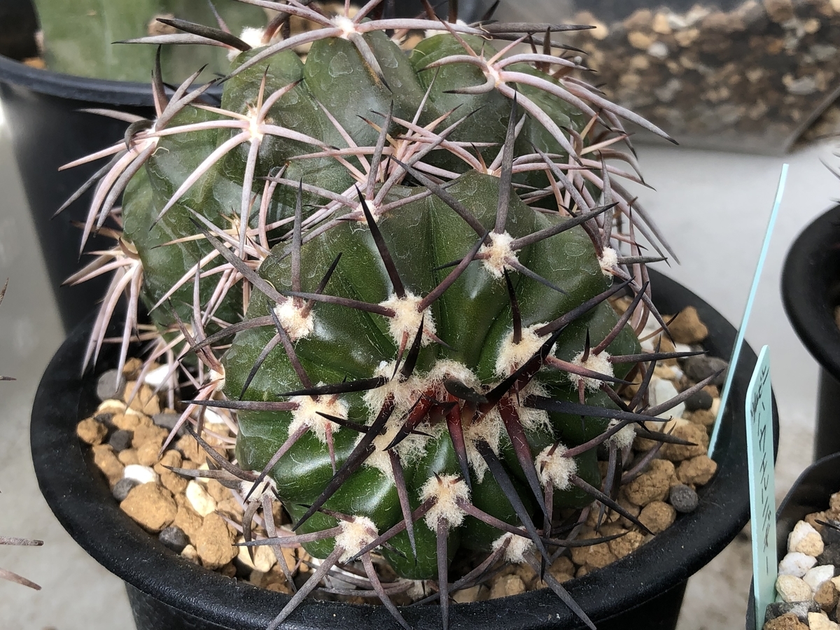 f:id:cactuspower:20211130235612j:plain