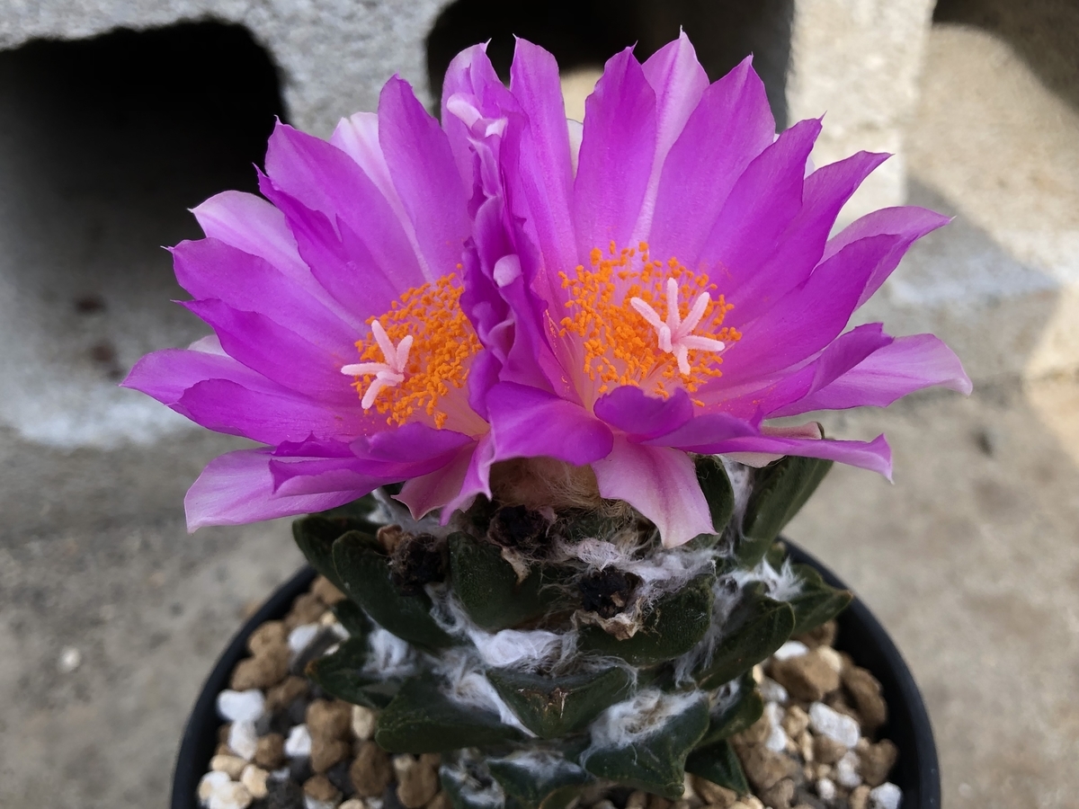 f:id:cactuspower:20211202235257j:plain