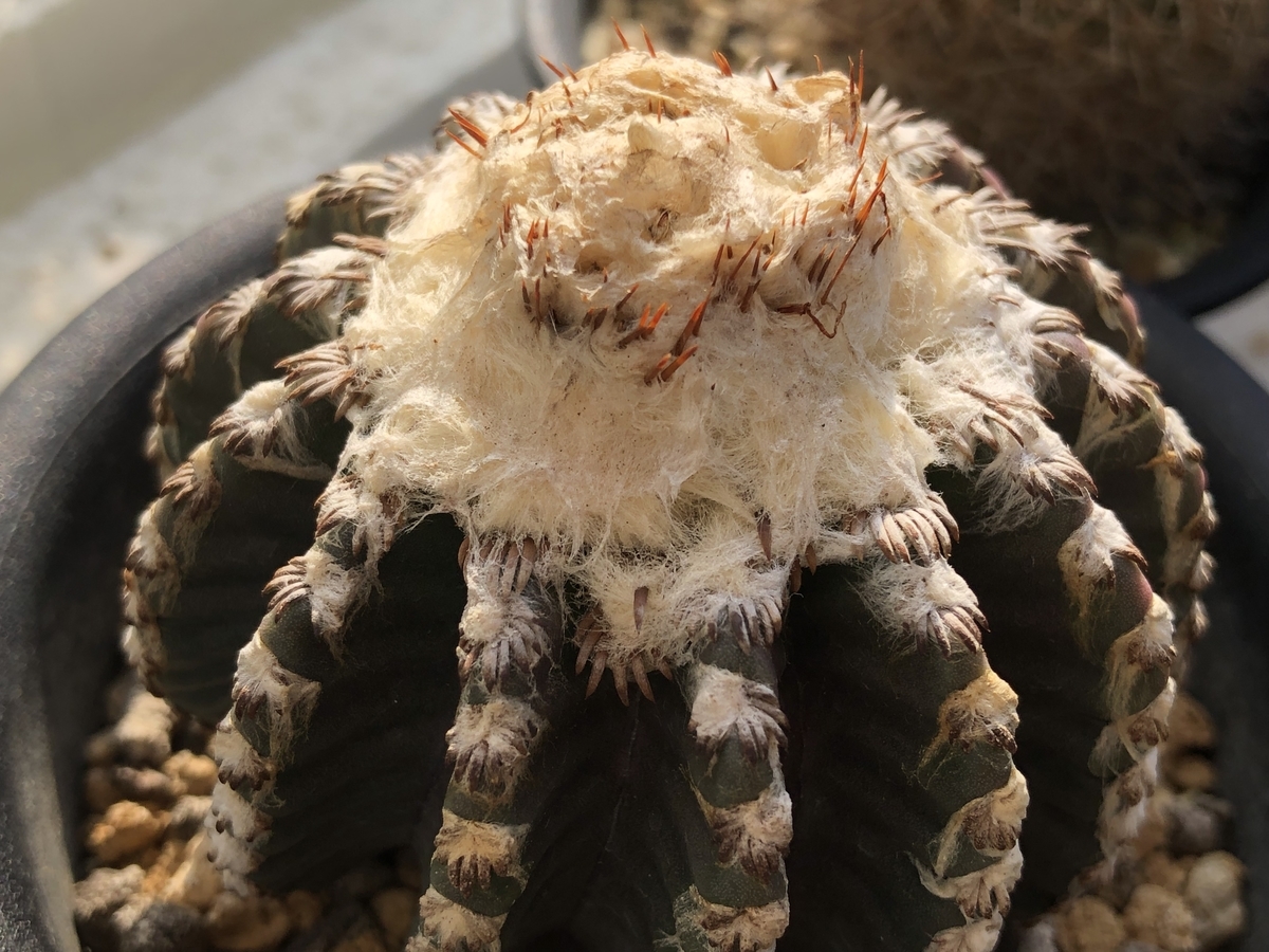 f:id:cactuspower:20220102234920j:plain