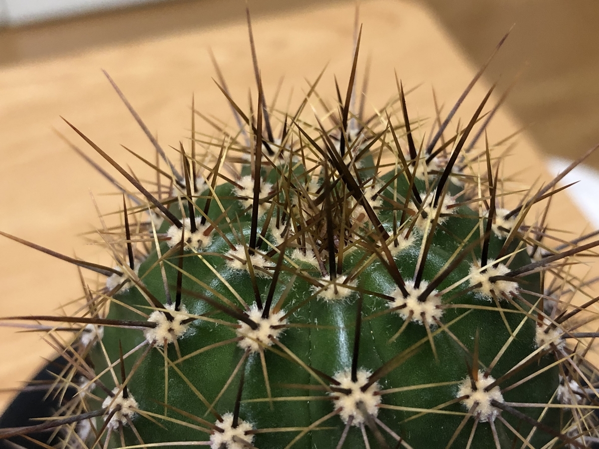 f:id:cactuspower:20220104235522j:plain