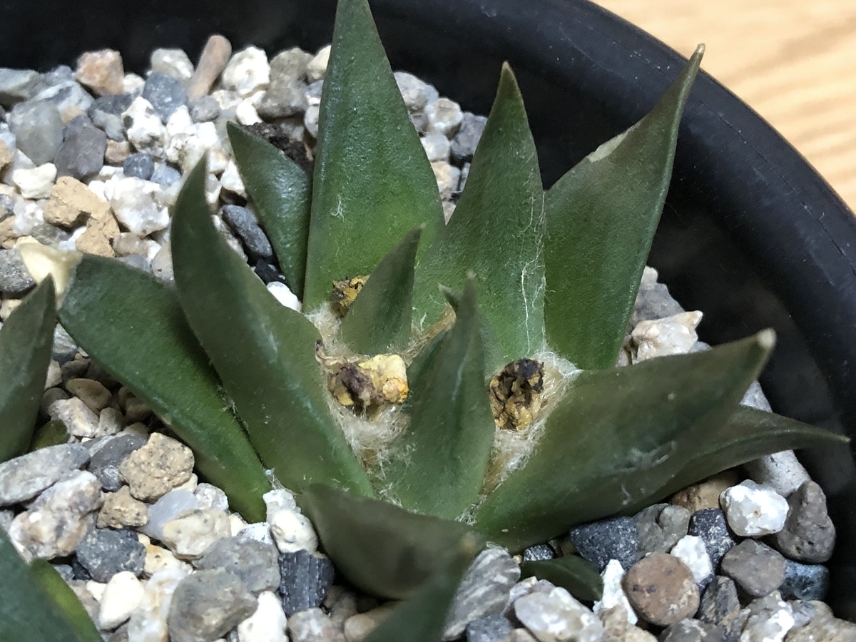 f:id:cactuspower:20220107235040j:plain