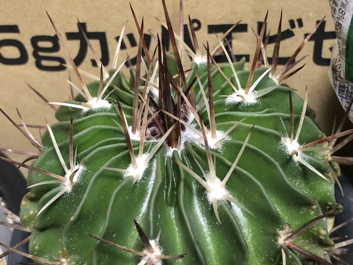 f:id:cactuspower:20220202235546j:plain