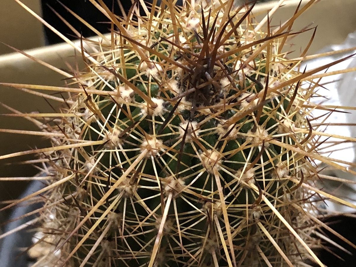 f:id:cactuspower:20220205233231j:plain