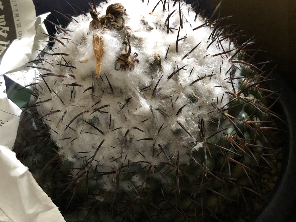 f:id:cactuspower:20220206130745j:plain