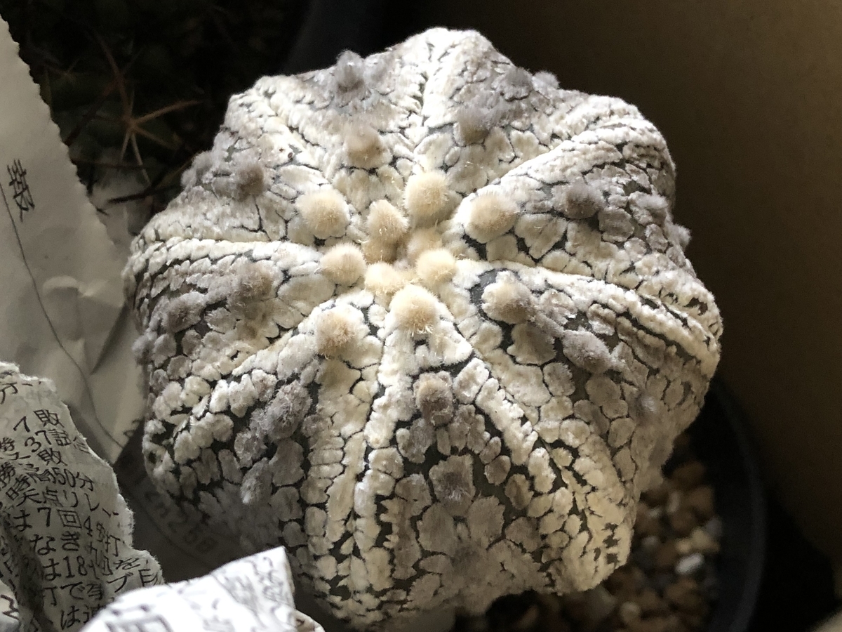 f:id:cactuspower:20220206131201j:plain