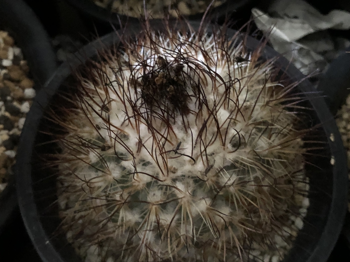 f:id:cactuspower:20220206131318j:plain