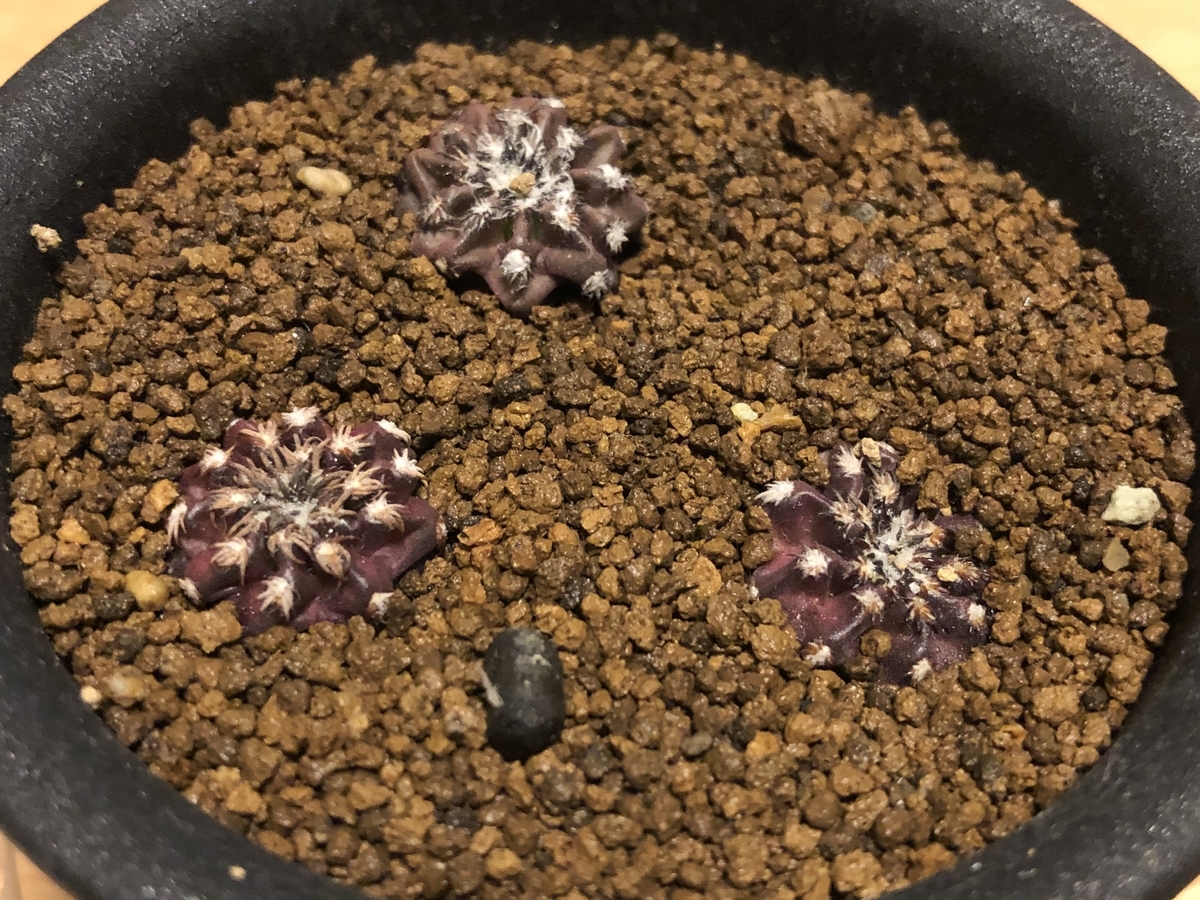 f:id:cactuspower:20220208212107j:plain