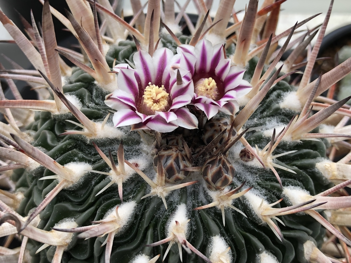 f:id:cactuspower:20220211233430j:plain