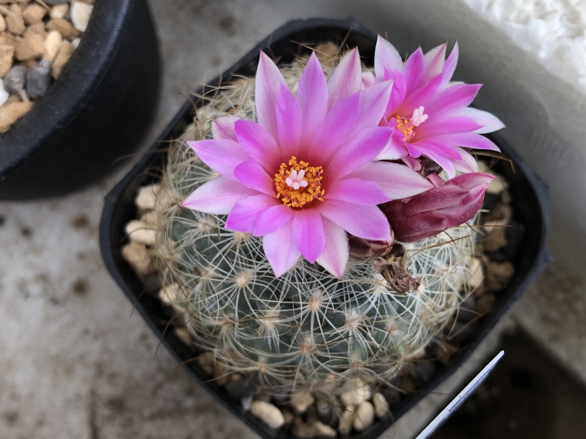 f:id:cactuspower:20220213131311j:plain